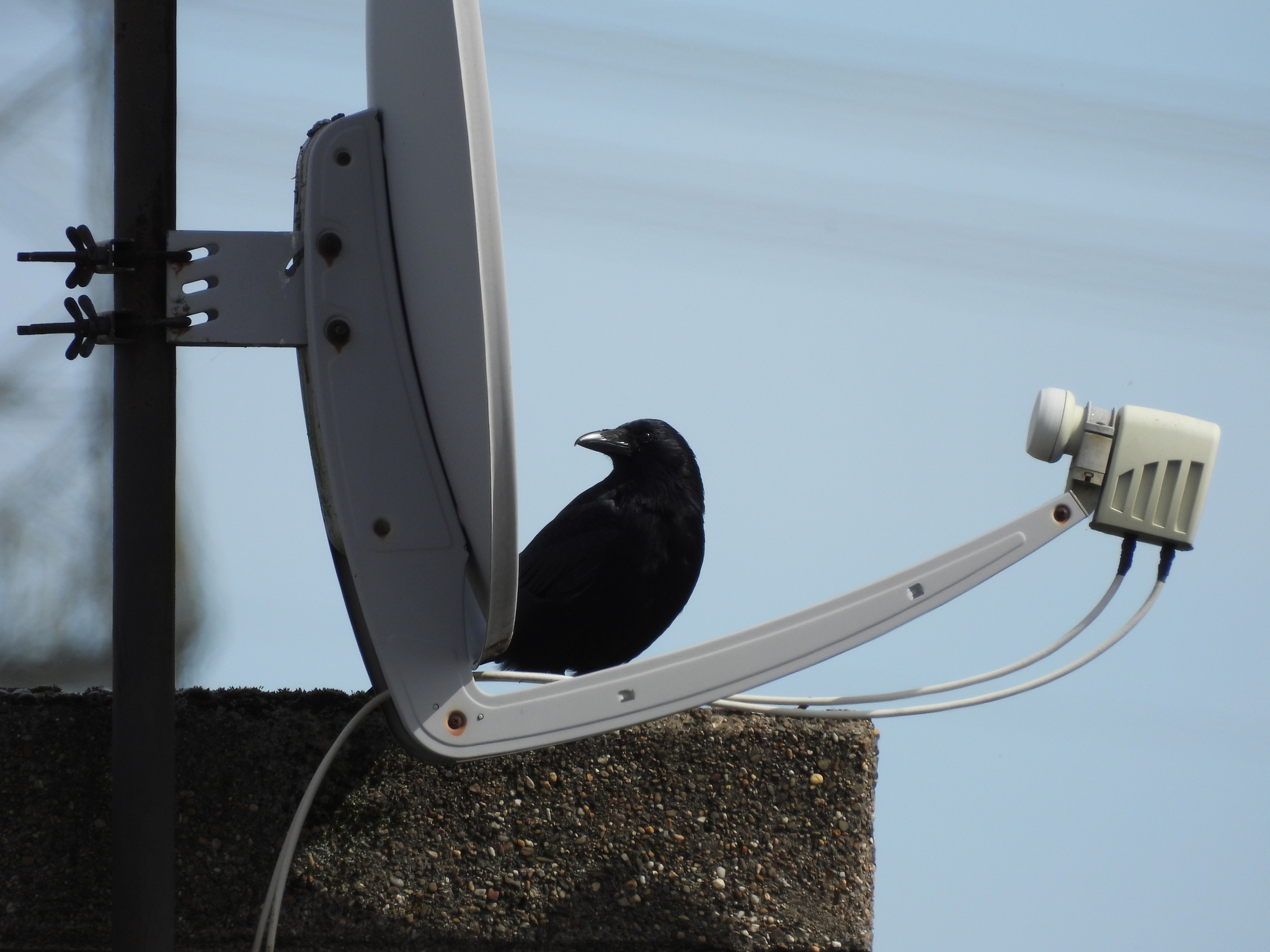 Image of a Carrion Crow behind a satellite dish